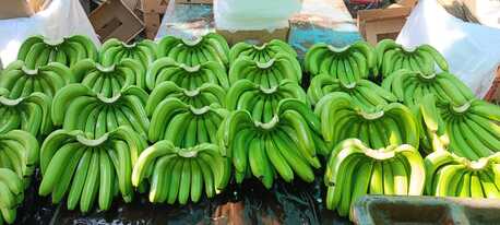 Dammam, Wholesale Products, Premium G9 Cavendish Bananas | Export Quality | Direct From Solapur, INDIA