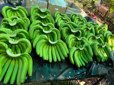 Dammam, Wholesale Products, Premium G9 Cavendish Bananas | Export Quality | Direct From Solapur, INDIA