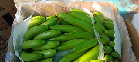 Dammam, Wholesale Products, Premium G9 Cavendish Bananas | Export Quality | Direct From Solapur, INDIA