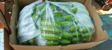 Dammam, Wholesale Products, Premium G9 Cavendish Bananas | Export Quality | Direct From Solapur, INDIA