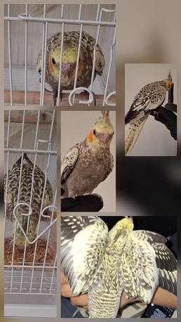 Riyadh, Pet Supplies, SAR 400,  طير كروان أليف