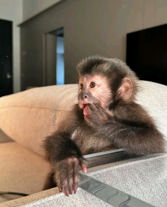 Dubai, Pet Supplies, AED 2500,  Beautiful And Adorable Baby Monkeys Ready For Adoption