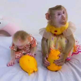 Dubai, Pet Supplies, AED 2500,  Beautiful And Adorable Baby Monkeys Ready For Adoption