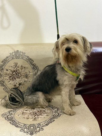 Jeddah, Jobs, Puppy Dog For Sale