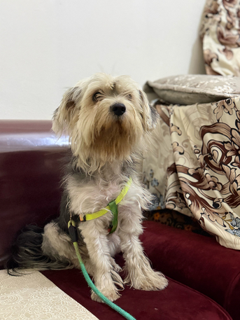 Jeddah, Jobs, Puppy Dog For Sale