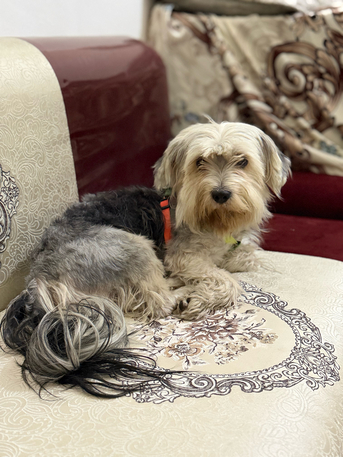 Jeddah, Jobs, Puppy Dog For Sale