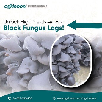 Beijing, Farm/Garden, How To Produce High-Quality Shiitake Spawn