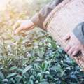 Successfully Import Tea From India For Your Business