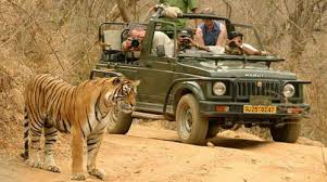 Mumbai, Travel, Best Leopard Safari In Jawai: Complete Guide To Wildlife Adventure And Resort Packages