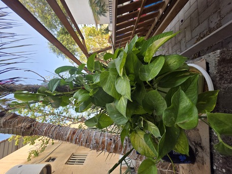 Salmaniya, Farm & Garden, BHD 2,  Money Plant, Jade Plant, Snake Plant