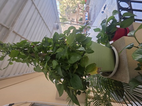 Salmaniya, Farm & Garden, BHD 2,  Money Plant, Jade Plant, Snake Plant