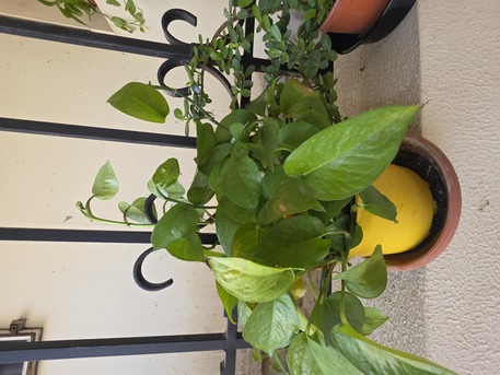 Salmaniya, Farm & Garden, BHD 2,  Money Plant, Jade Plant, Snake Plant