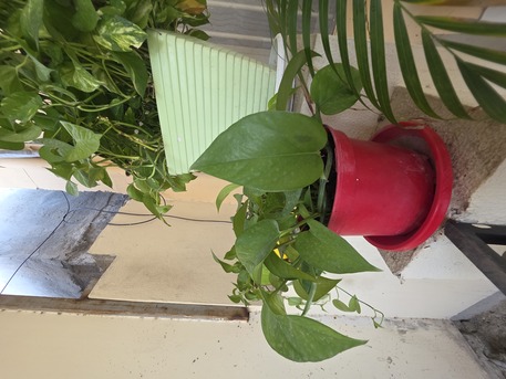 Salmaniya, Farm & Garden, BHD 2,  Money Plant, Jade Plant, Snake Plant