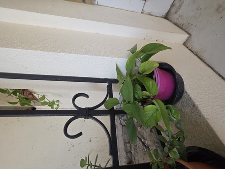 Salmaniya, Farm & Garden, BHD 2,  Money Plant, Jade Plant, Snake Plant