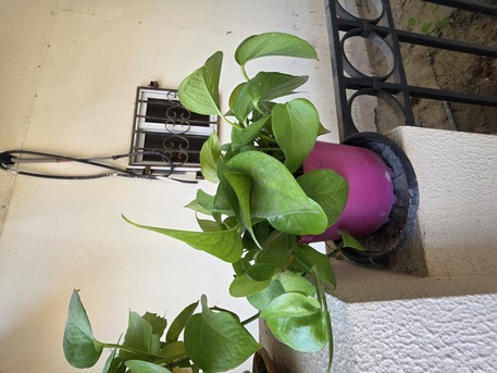 Salmaniya, Farm & Garden, BHD 2,  Money Plant, Jade Plant, Snake Plant