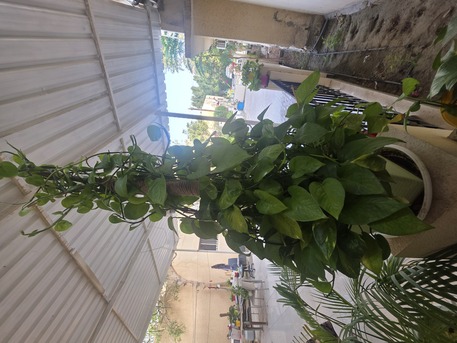 Salmaniya, Farm & Garden, BHD 2,  Money Plant, Jade Plant, Snake Plant