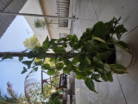 Salmaniya, Farm & Garden, BHD 2,  Money Plant, Jade Plant, Snake Plant