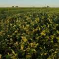 CAD 1,  Why Canadian Farmers Are Switching To Universal Microbes Soybean Fertilizer