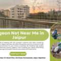 Pigeon Net Near Me In Jaipur &ndash; Book Today