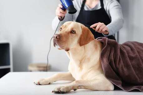 Cochin, Pet Sitting, Dog Grooming In Kochi