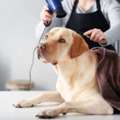 Dog Grooming In Kochi