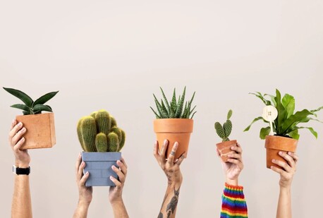 Sydney, Cleaning, Transform Your Outdoor Space With Expert Garden Design