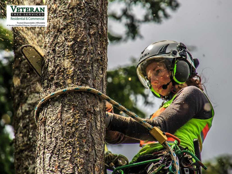 New York, Farm/Garden, Choosing Licensed Tree Removal Experts Ensures Safe And Code-Compliant Work Every Time