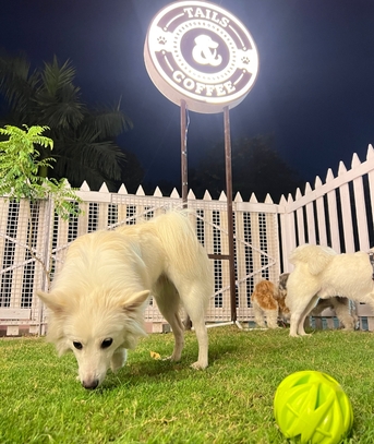 Gurgaon, Pet Sitting, Pet Boarding In Gurgaon