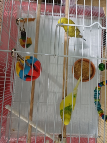 Khobar, Pet Supplies, SAR 200,  Birds For Sale SAR 200 With Cage