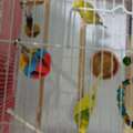 SAR 200,  Birds For Sale SAR 200 With Cage