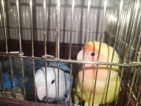 Dammam, Pet Supplies, SAR 300,  Tamed Lovebirds