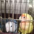 SAR 300,  Rosy Face Lovebirds