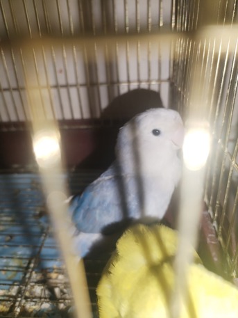 Dammam, Pet Supplies, SAR 300,  Tamed Lovebirds