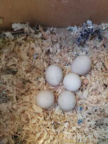 Dammam, Pet Supplies, SAR 300,  Tamed Lovebirds