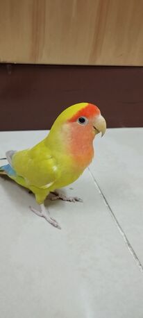 Dammam, Pet Supplies, SAR 300,  Tamed Lovebirds