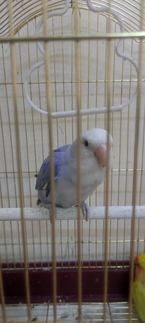 Dammam, Pet Supplies, SAR 300,  Tamed Lovebirds