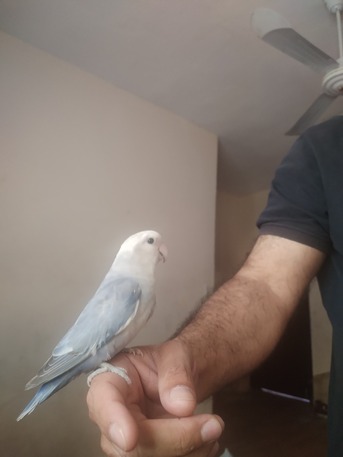 Dammam, Pet Supplies, SAR 300,  Tamed Lovebirds
