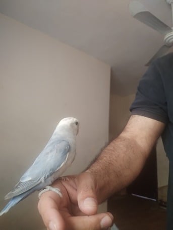 Dammam, Pet Supplies, SAR 300,  Tamed Lovebirds