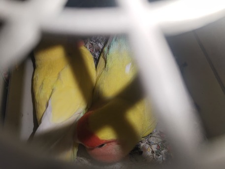 Dammam, Pet Supplies, SAR 111,  Lutino Rosy Face Lovebirds