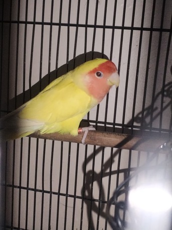 Dammam, Pet Supplies, SAR 111,  Lutino Rosy Face Lovebirds