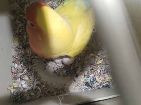 Dammam, Pet Supplies, SAR 111,  Lutino Rosy Face Lovebirds