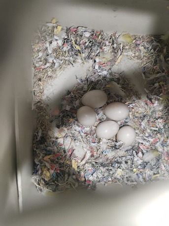 Dammam, Pet Supplies, SAR 111,  Lutino Rosy Face Lovebirds