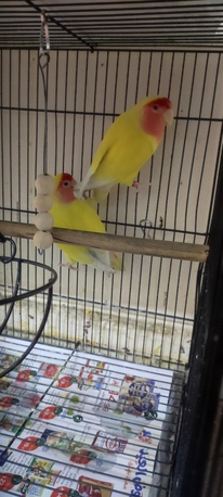 Dammam, Pet Supplies, SAR 111,  Lutino Rosy Face Lovebirds