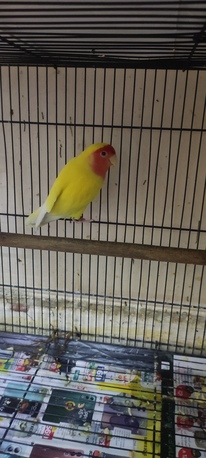 Dammam, Pet Supplies, SAR 111,  Lutino Rosy Face Lovebirds
