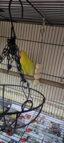 Dammam, Pet Supplies, SAR 111,  Lutino Rosy Face Lovebirds