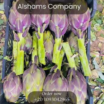 Milan, Farm & Garden, Fresh Artichoke