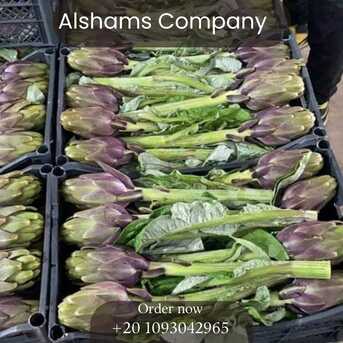Milan, Farm & Garden, Fresh Artichoke