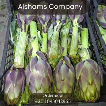 Milan, Farm & Garden, Fresh Artichoke