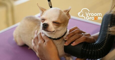 Dubai, Pet Sitting, Book Dog Grooming Services Today &mdash; Trusted Local Groomers