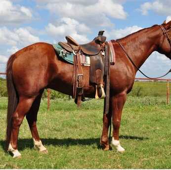 Frankfurt, Pet Supplies, EUR 1500,  Barre Saaddles